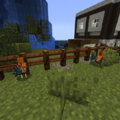 Someone's lovely chicken pens.